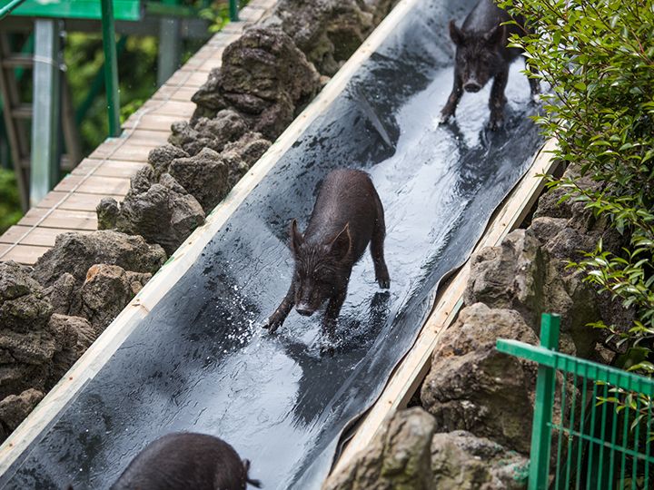 哎呀~水渠太滑啦,不好走!