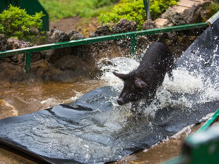 哎哟妈呀!脚底打滑,只好顺势滑着走吧…