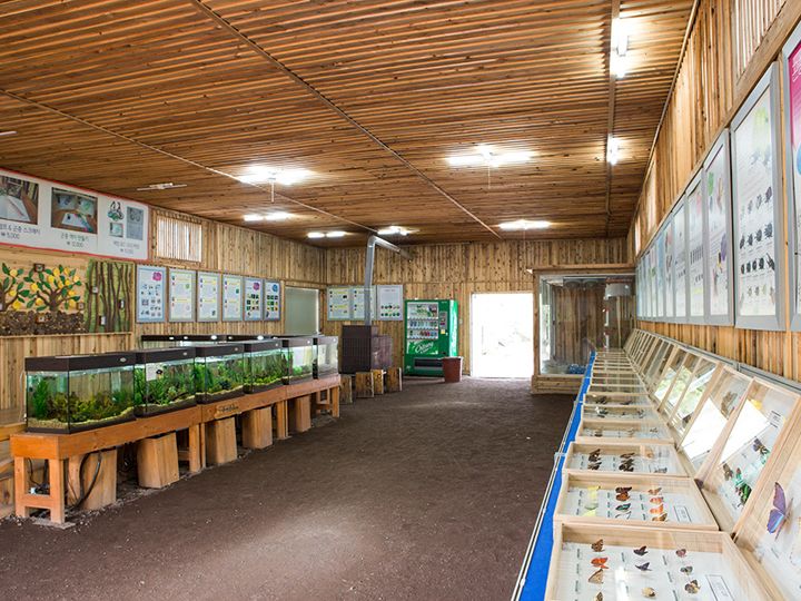 昆虫标本馆
只有济州岛才能见到的昆虫标本