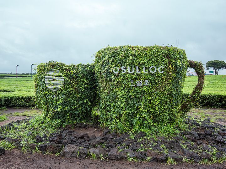 绿茶田前的大杯子