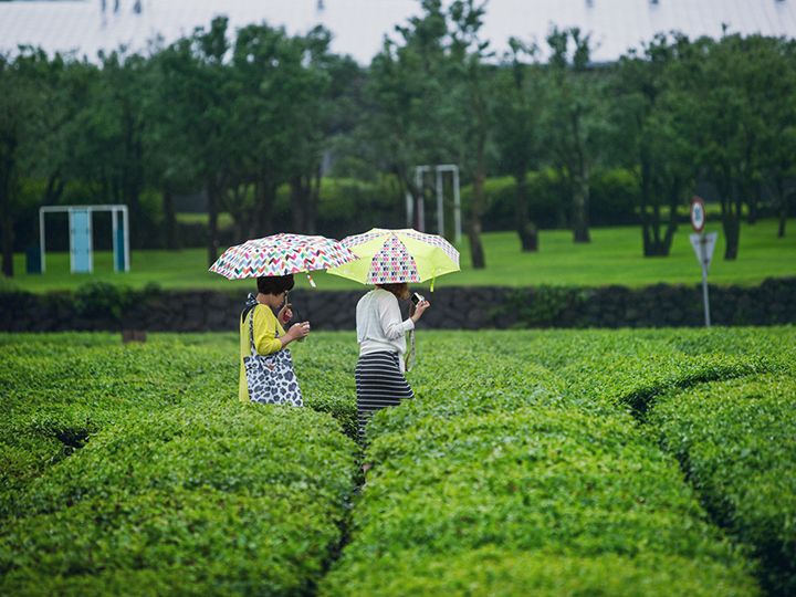 绿茶田里的漫步