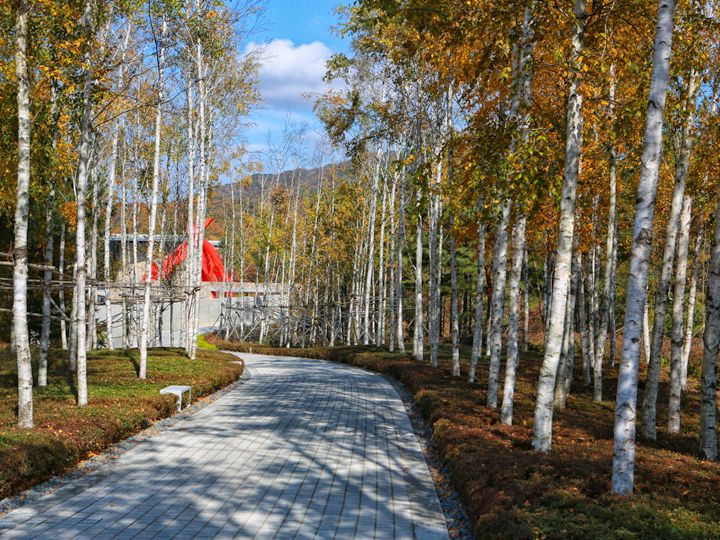 路两旁有180棵白桦树