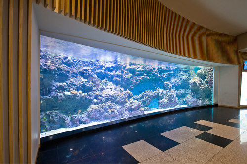 入口就是大型鱼缸