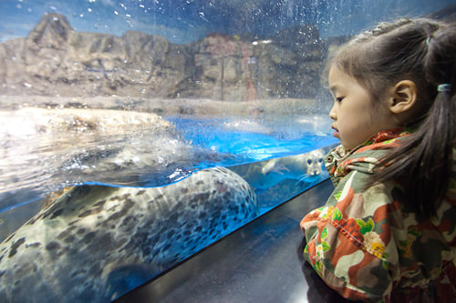 可以和海豹近距离接触