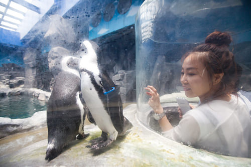 观赏可爱的小企鹅