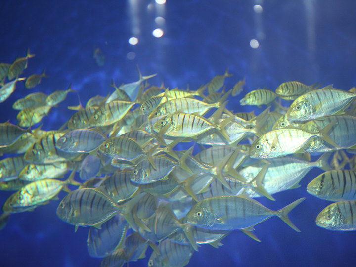 总是成群游着的鱼儿