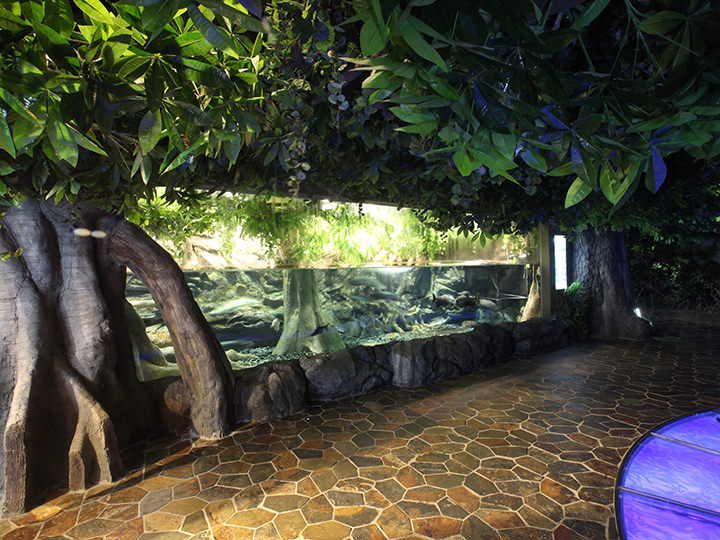 亚马逊热带雨林