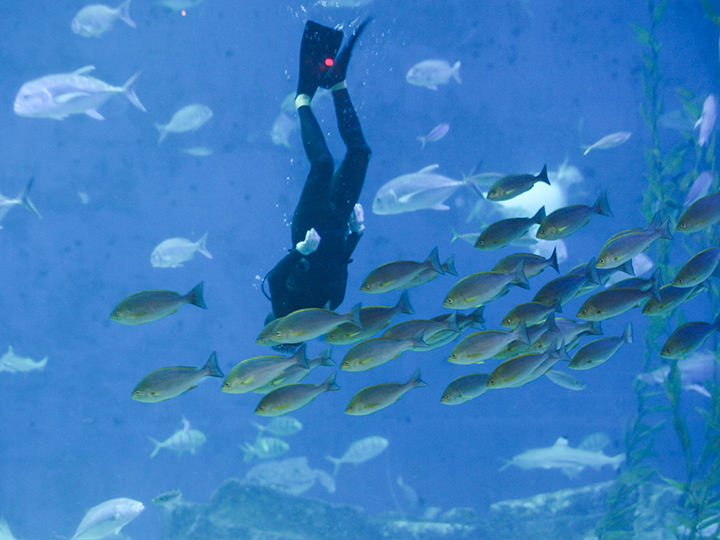 精彩的海女潜水表演