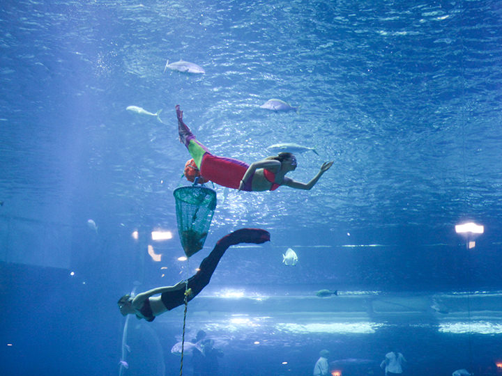 更多样的水中表演展示