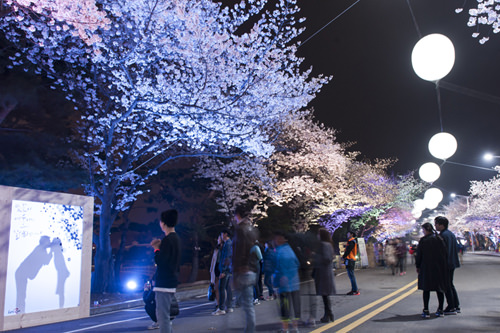 首尔赛马公园夜间樱花庆典
4月6日~4月14日