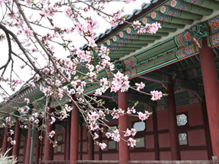 2017韩国春季花期预测出炉！花仙子到来了~