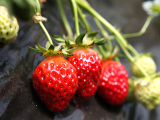 韩国正值草莓季，“期间限定”甜品有哪些？