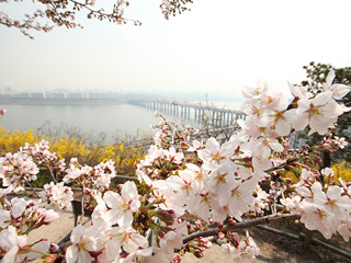 樱花、木莲、迎春花……首尔小众赏花圣地在何方？