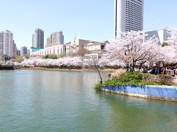 蚕室石村湖樱花盛开 惊现浪漫白天鹅 Now 首尔 韩国旅游网 韩巢网
