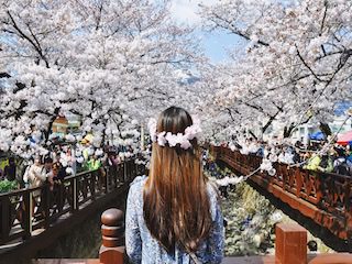 一生一定要去一次的“镇海樱花节”