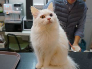 韩国爱宠咖啡厅