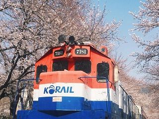 韩国花季攻略(济州岛油菜花、镇海樱花等韩国绝美赏花胜地大盘点)