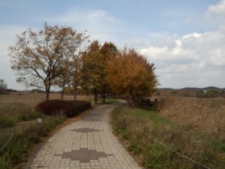 安山芦苇湿地公园