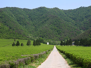 大韩茶园 第2茶园