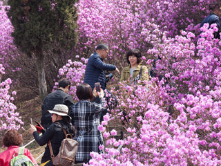 富川远美山金达莱庆典