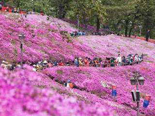 军浦杜鹃花庆典