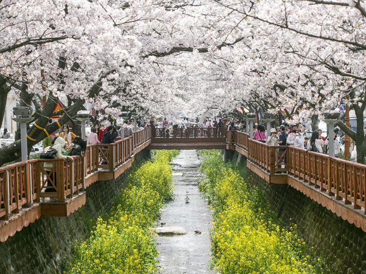 镇海军港节(樱花节)