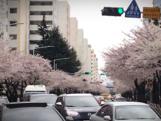 南川洞樱花路