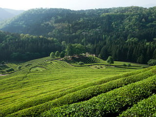 宝城茶香节・绿茶庆典