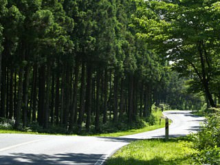 济州寺泉自然休养林